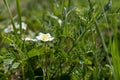 Macro wild strawberry flower in the grass Royalty Free Stock Photo