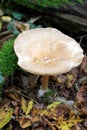 Macro of wild sweet tooth mushroom in the autumn forest