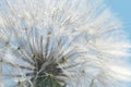 Macro of wild white dandelion in blue sky