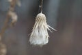 Macro of a wildflower in the winter. Royalty Free Stock Photo