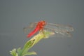 macro wildlife photography of a red dragonfly