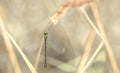 Willow Emerald Damselfly ( Chalcolestes Viridis ) Royalty Free Stock Photo