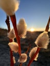 macro willow seals