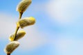 Macro of Willow Twig with Flowering Bud