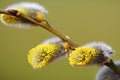 Macro of Willow Twig with Flowering Bud