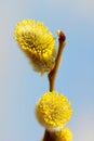 Macro of Willow Twig with Flowering Bud