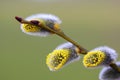 Macro of Willow Twig with Flowering Bud