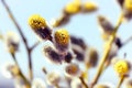 Macro of Willow Twigs with Flowering Bud