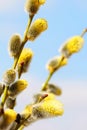 Macro of Willow Twigs with Flowering Bud