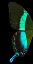 Macro wing of Morpho butterfly isolated on a black background Royalty Free Stock Photo