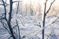 Macro Winter brunch with dry leaf in frost outdoor scene frozen leaves covered by snow natural background photography Royalty Free Stock Photo