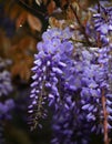 Macro wisteria flowers, natural background.