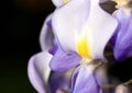 Macro of wisteria violet flower close up