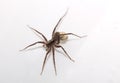 Macro of a wolf spider (Pardosa lugubris) with egg sack