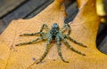 Wolf Spider Fresh Moult Royalty Free Stock Photo