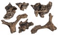 Macro wooden dried roots collection isolated on white background Royalty Free Stock Photo