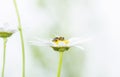 Macro of a Worker Honeybee Apis mellifera Collecting Pollen