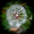 macro world of dandelion flower Royalty Free Stock Photo