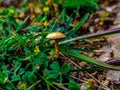 Macro world mushroom form a green forest