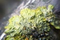 Macro Xanthoria Parietina close-up on tree bark. Golden Shield Lichen Royalty Free Stock Photo