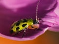 Macro of a Yellow and black Spotted Cucumber Beetle (Diabrotica undecimpunctata)