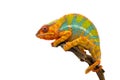 Yellow blue lizard Panther chameleon isolated on white background Royalty Free Stock Photo