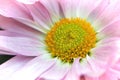 Macro of the yellow center on a pink mum Royalty Free Stock Photo