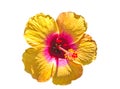 Macro of yellow China Rose flower Chinese hibiscus  isolate on white. Royalty Free Stock Photo