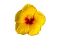 Macro of yellow China Rose flower Chinese hibiscus  isolate on white background.Saved with clipping path Royalty Free Stock Photo