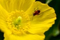 Macro of a yellow corn poppy flower in direct sunlight, the flower is fully open and is showing its green stam. The flower has a