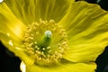 Macro of a yellow corn poppy flower in direct sunlight, the flower is fully open and is showing its green stam Royalty Free Stock Photo