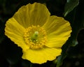 Macro of a yellow corn poppy flower in direct sunlight, the flower is fully open and is showing its green stam