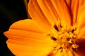 Macro of Yellow cosmos flower in full bloom Royalty Free Stock Photo