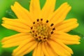 Macro yellow cosmos flower in the garden. Royalty Free Stock Photo