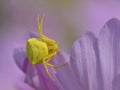 Macro yellow crab spider on cosmos flower