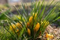 Macro of yellow crocus in spring