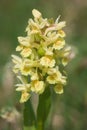 Macro of yellow dactylorhiza sambucina