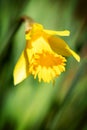 Macro, yellow daffodil blossom in front of green blurring background Royalty Free Stock Photo