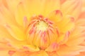 Macro of a yellow dahlia Royalty Free Stock Photo