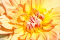 Macro of a yellow dahlia Royalty Free Stock Photo