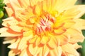 Macro of a yellow dahlia Royalty Free Stock Photo