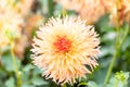 Macro of a yellow dahlia