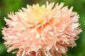 Macro of a yellow dahlia Royalty Free Stock Photo