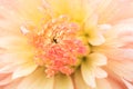 Macro of a yellow dahlia Royalty Free Stock Photo