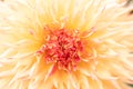 Macro of a yellow dahlia Royalty Free Stock Photo