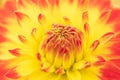 Macro of a yellow dahlia Royalty Free Stock Photo