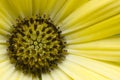 Macro Yellow Daisy Royalty Free Stock Photo