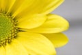 Macro yellow daisy Royalty Free Stock Photo