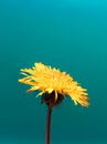 Macro yellow dandelion flower isolated on turquoise background. Bright floral vertical wallpaper