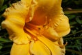 Macro Yellow Daylily Royalty Free Stock Photo